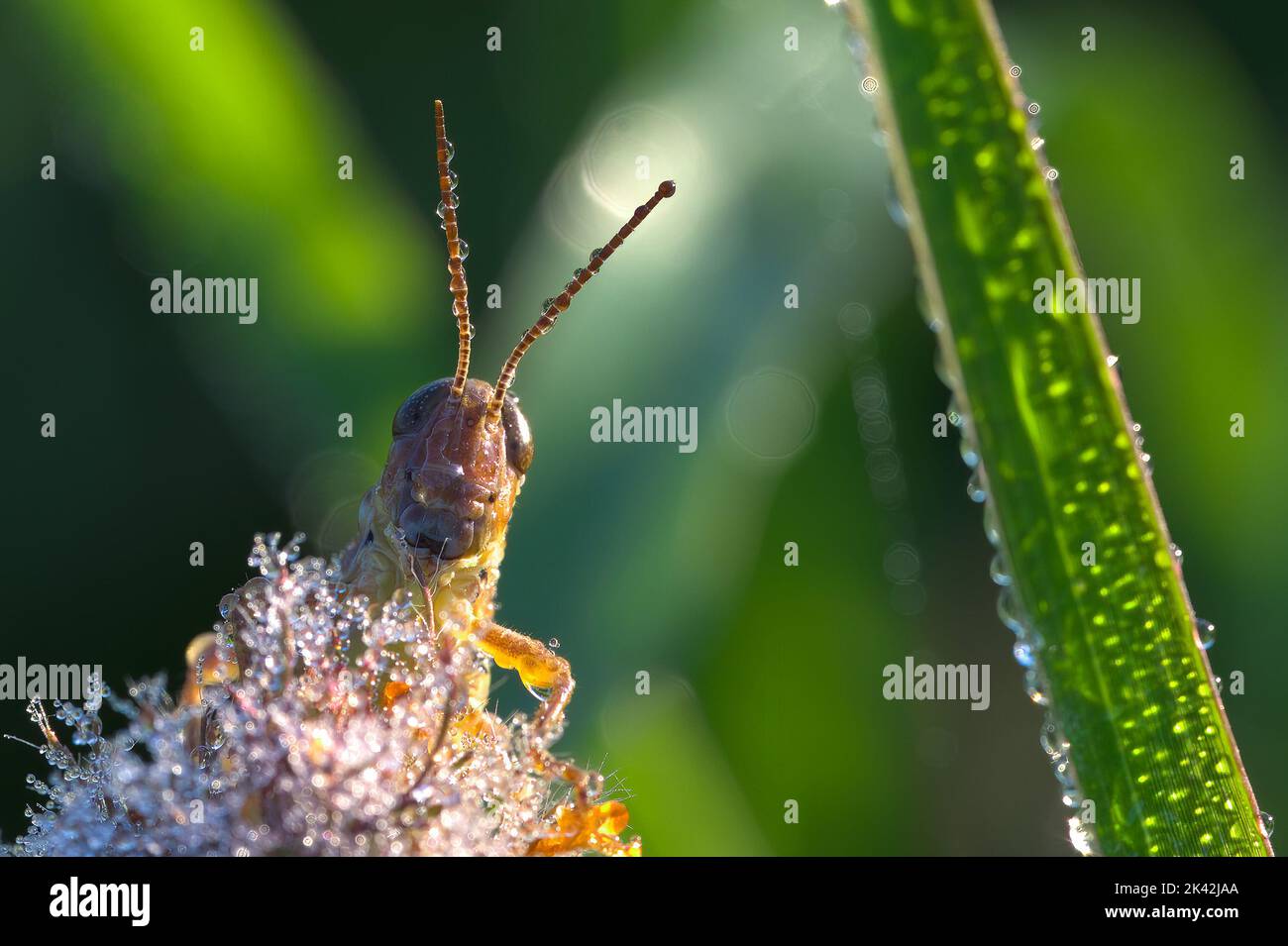 Short Horned Grasshopper in the morning light Stock Photo