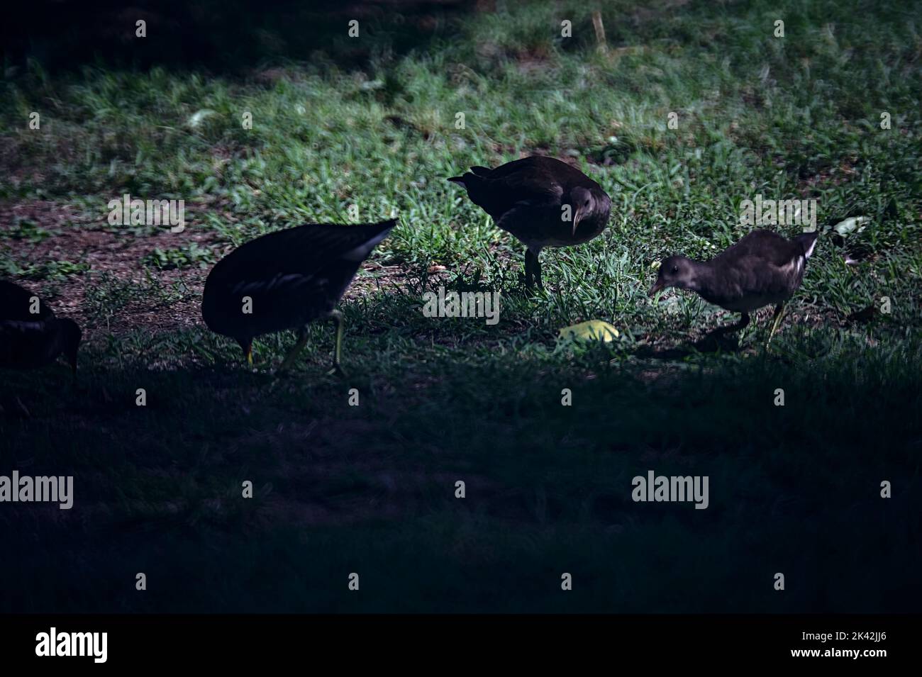 Feeding Moorhens Hi res Stock Photography And Images Alamy