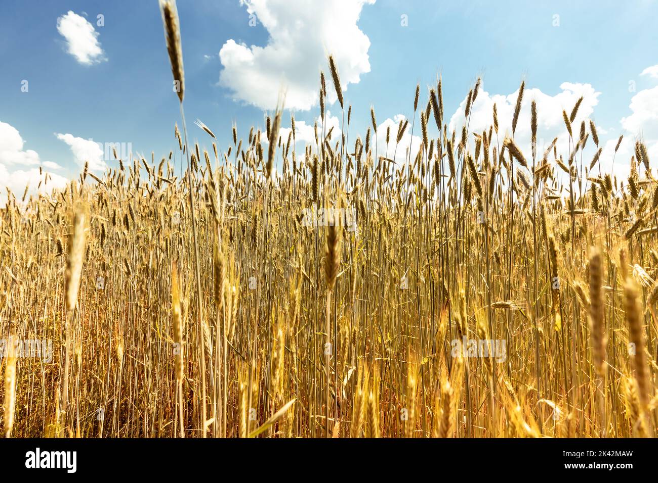 Gold wheat field and sky with clouds background. High quality photo Stock Photo