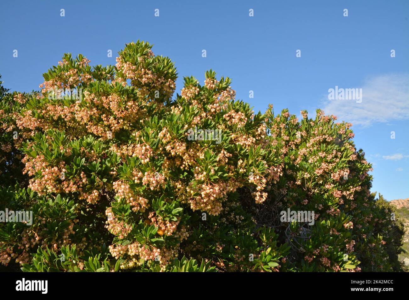 Corbezzolo Arbutus Unedo - Pianta Da Frutta In Vaso Con Frutti Rossi Tipo Fragola - Foto 9