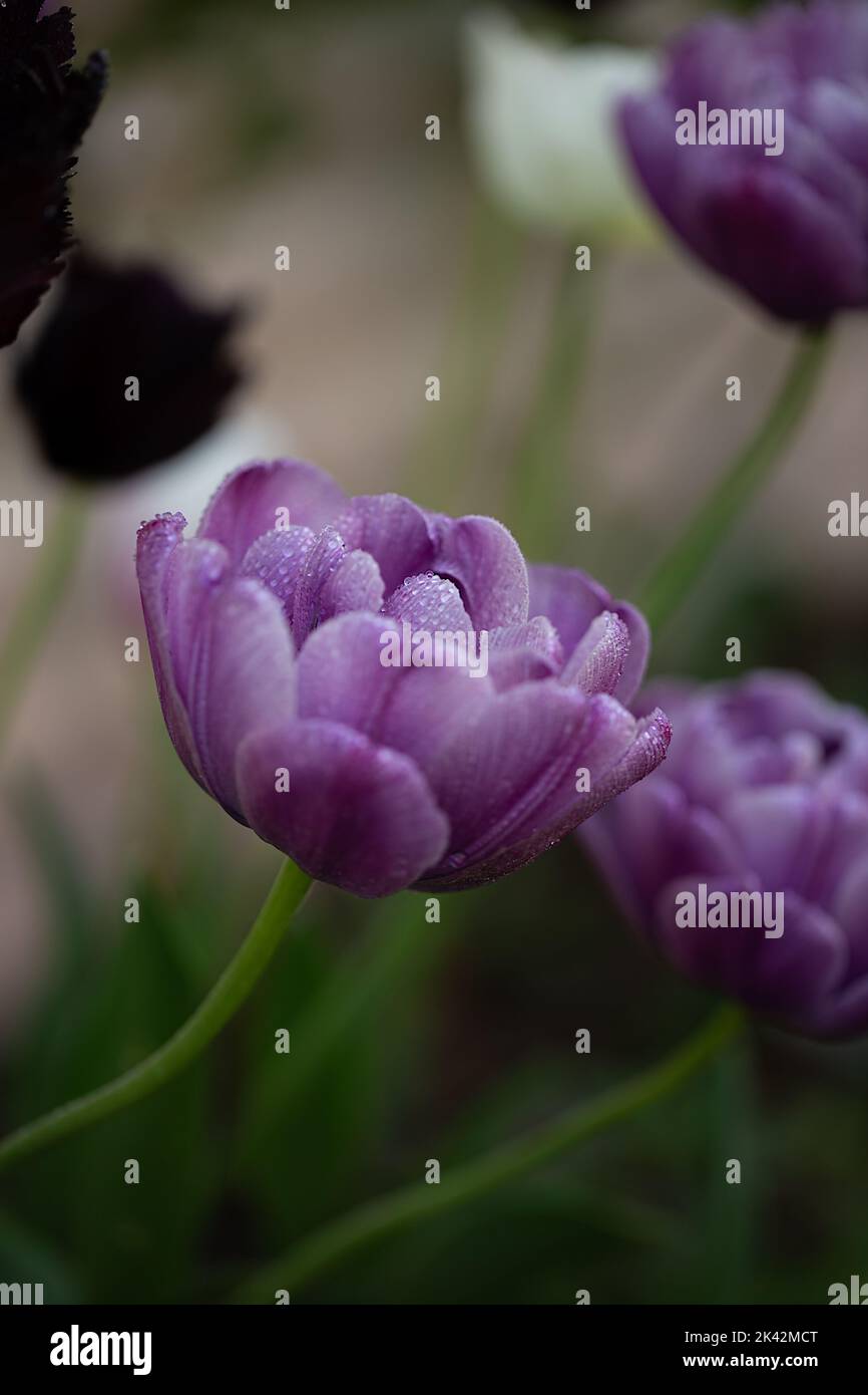 Double Tulip Blue Diamond in spring garden Stock Photo Alamy