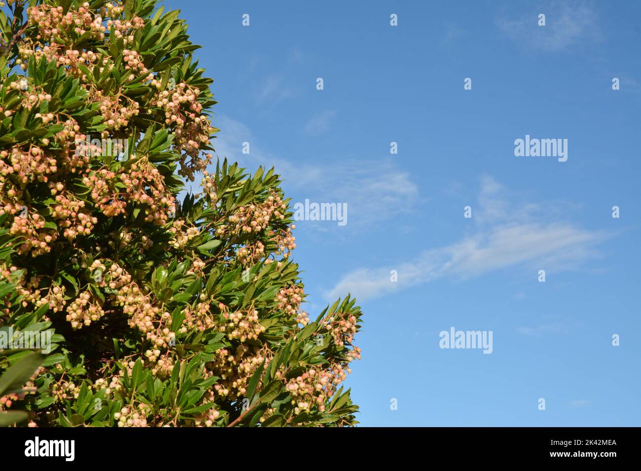 Arbutus unedo 'Compacta' - Aardbeiboom | De Tuinen van