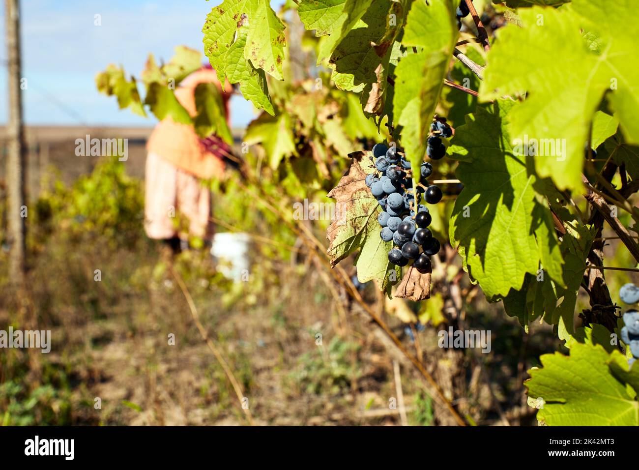 Grape on vineyard with person harvesting on background Stock Photo