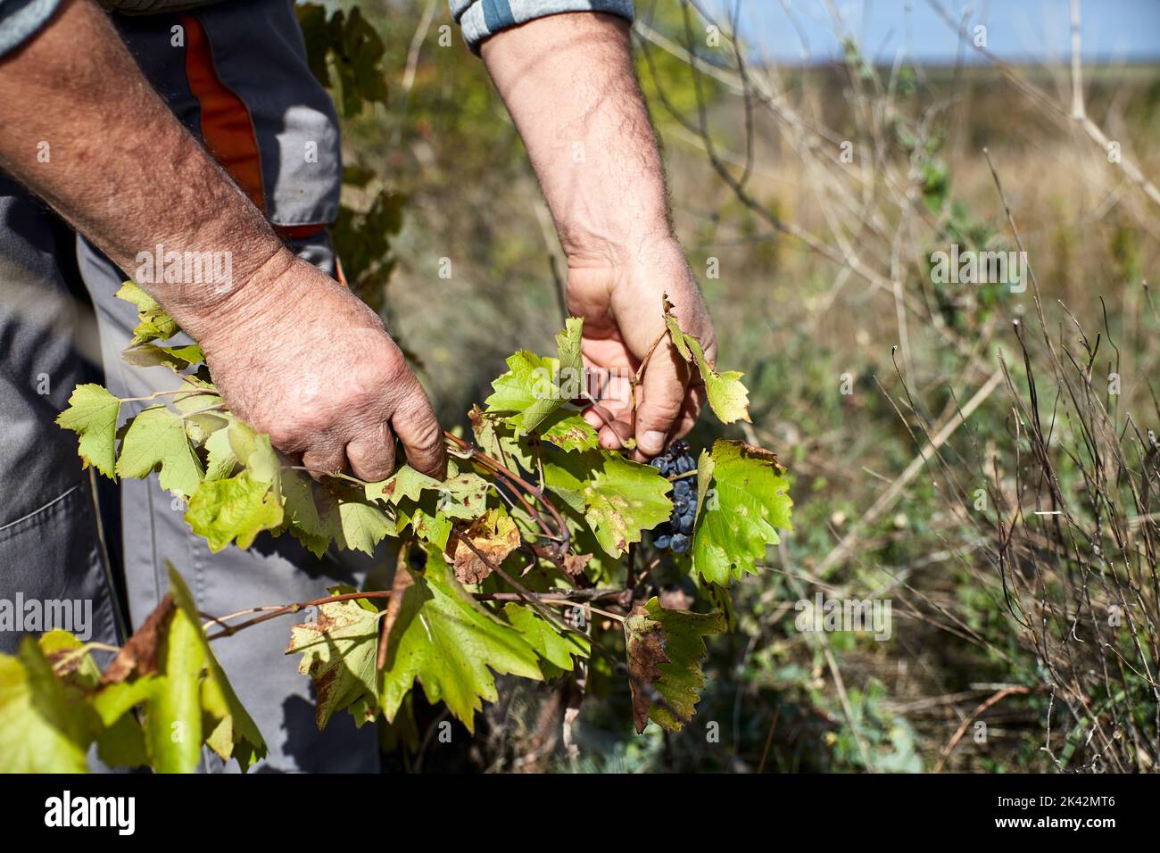 Man hands in the vineyard picking grapes Stock Photo