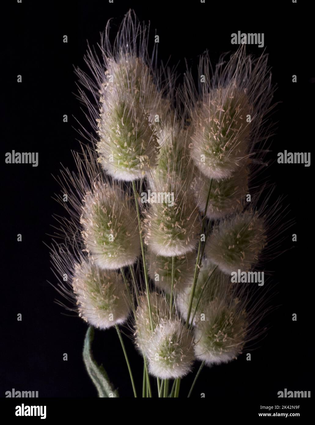 Lagurus ovatus, coda di lepre, piumino Stock Photo