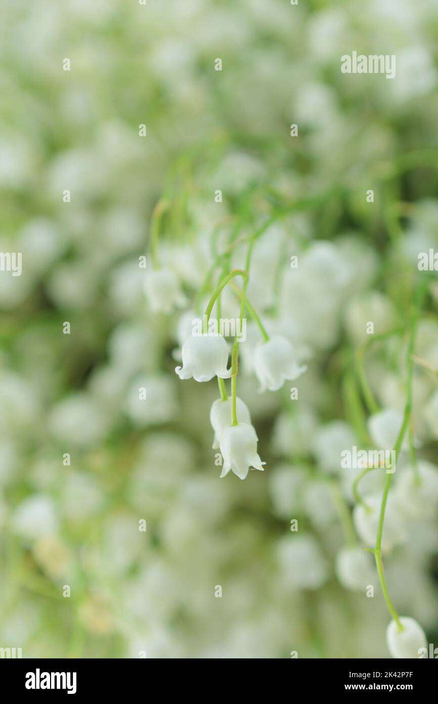 Lilly of the valley woodland hi-res stock photography and images - Alamy