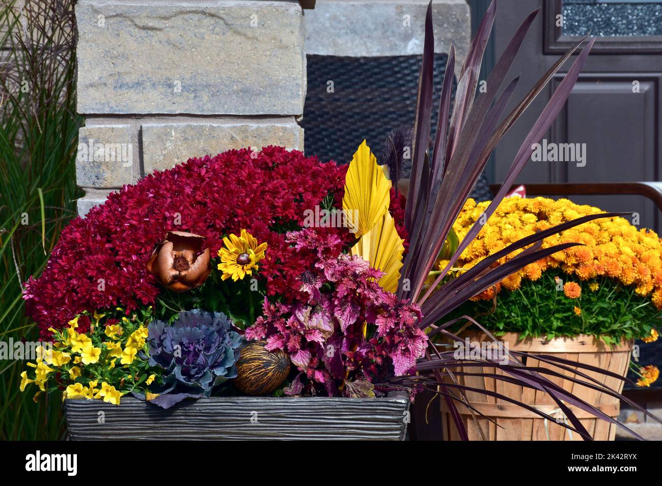 A colourful display of thanksgiving harvest season container gardening. Stock Photo