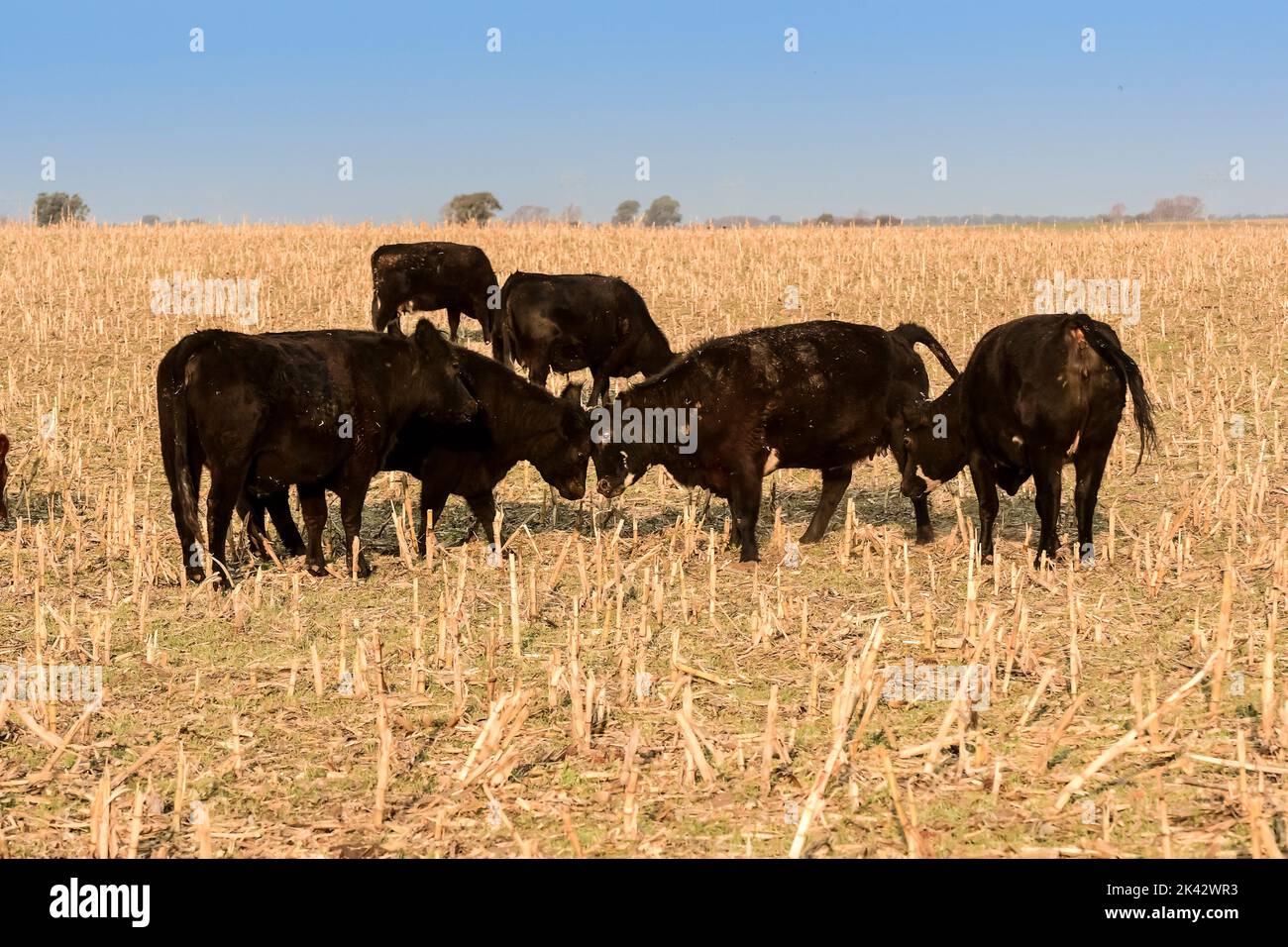 Cows raised with natural pastures, meat production in the Argentine ...