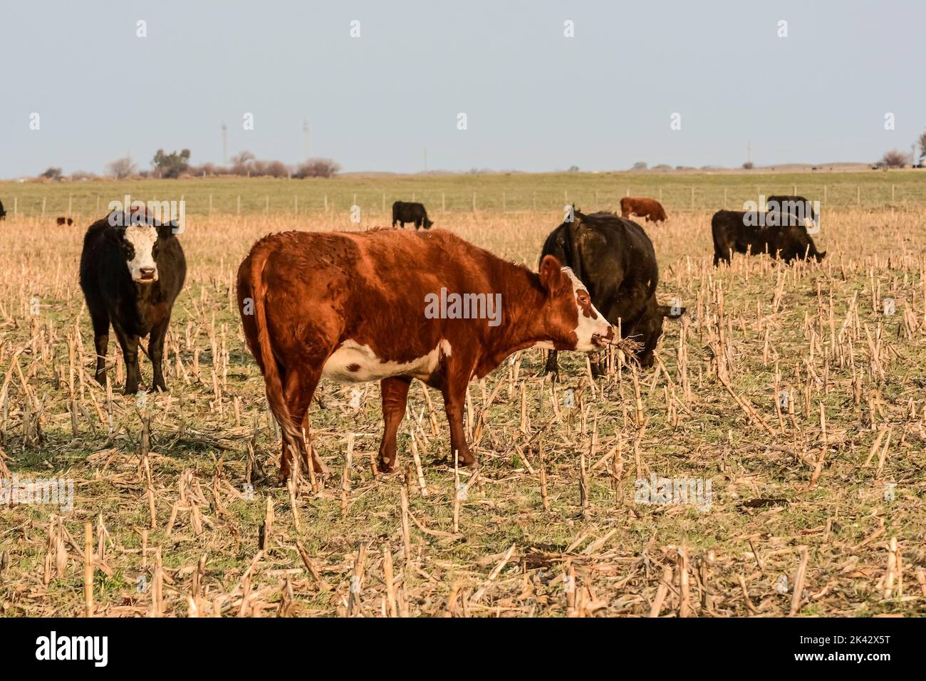 Cows raised with natural pastures, meat production in the Argentine ...