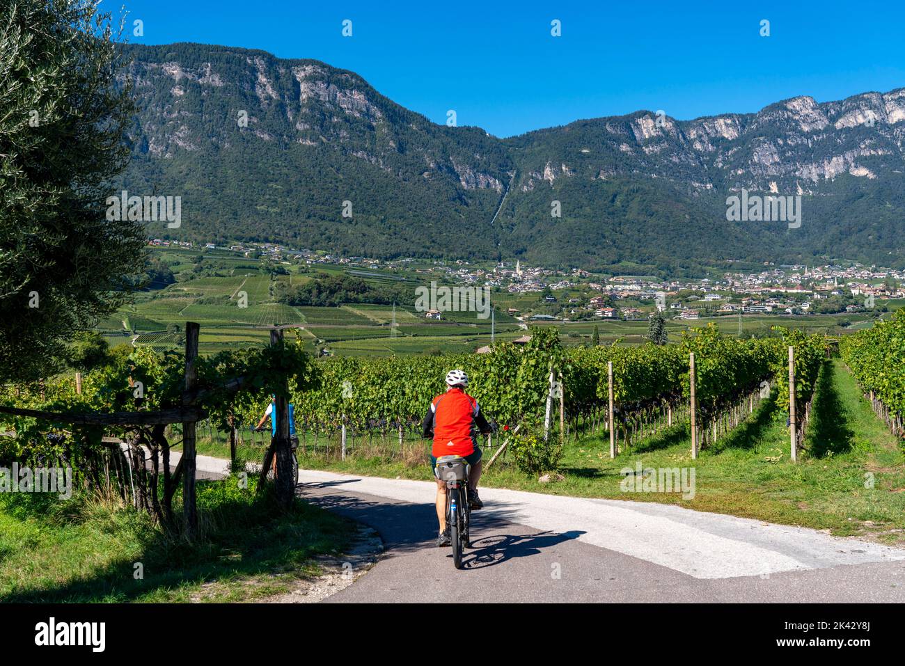 Cycle path through the wine-growing areas in South Tyrol, near Caldaro on the wine road, shortly before the grape harvest, view of the Nonsberggruppe Stock Photo
