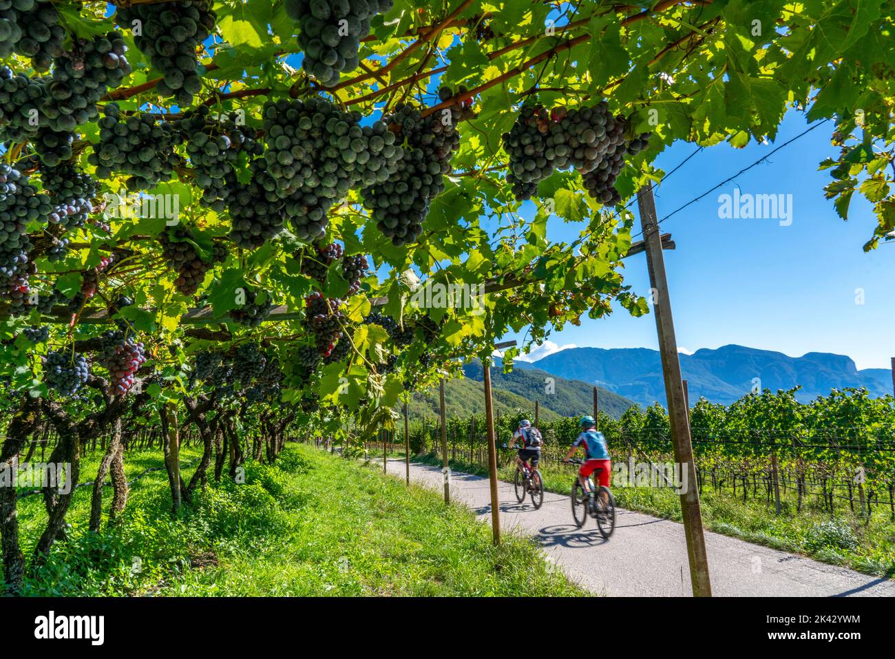 Cycle path through the wine-growing areas in South Tyrol, near Kaltern on the Wine Road, shortly before the grape harvest, South Tyrol, Italy, Stock Photo