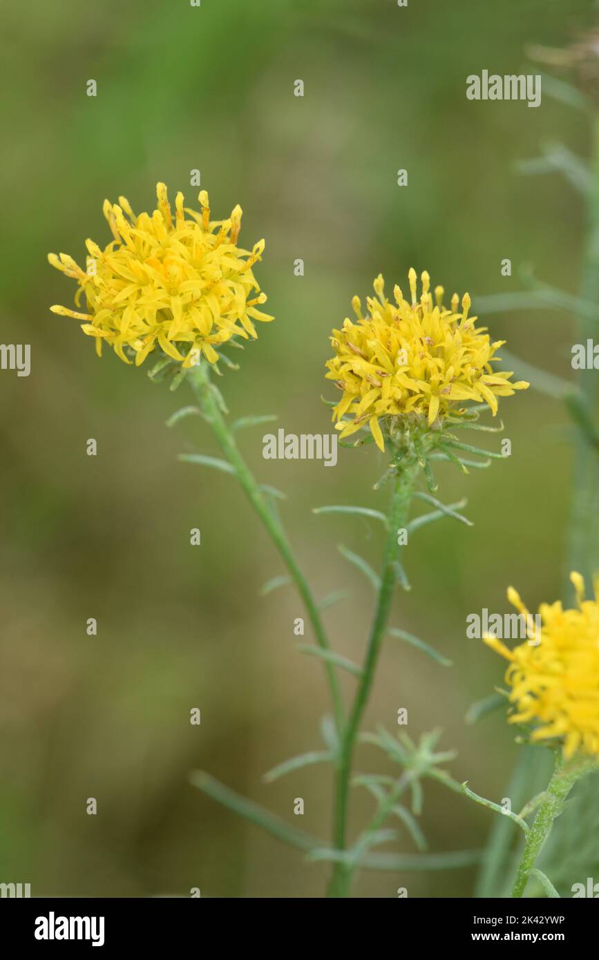 Goldilocks Aster - Galatella (Aster) linosyris Stock Photo