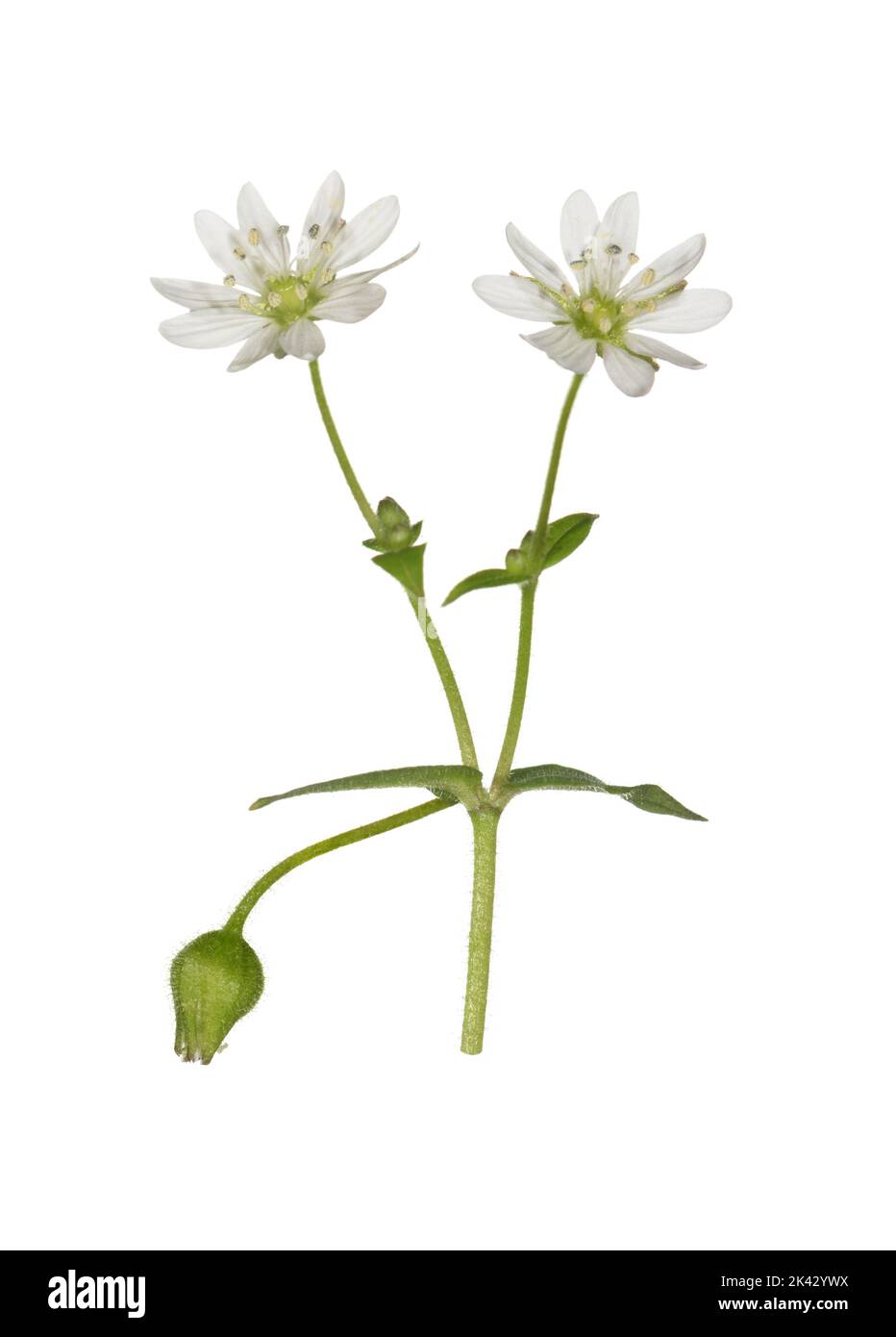 Water Chickweed - Myosoton aquaticum Stock Photo