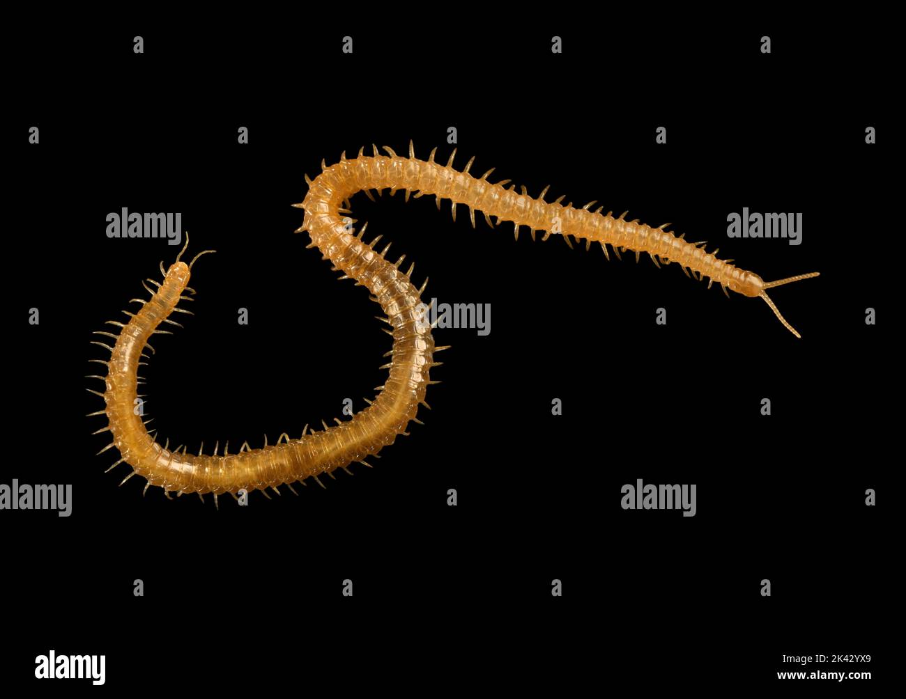 Common Yellow Centipede - Haplophilus subterraneus Stigmatogaster subterranea Stock Photo