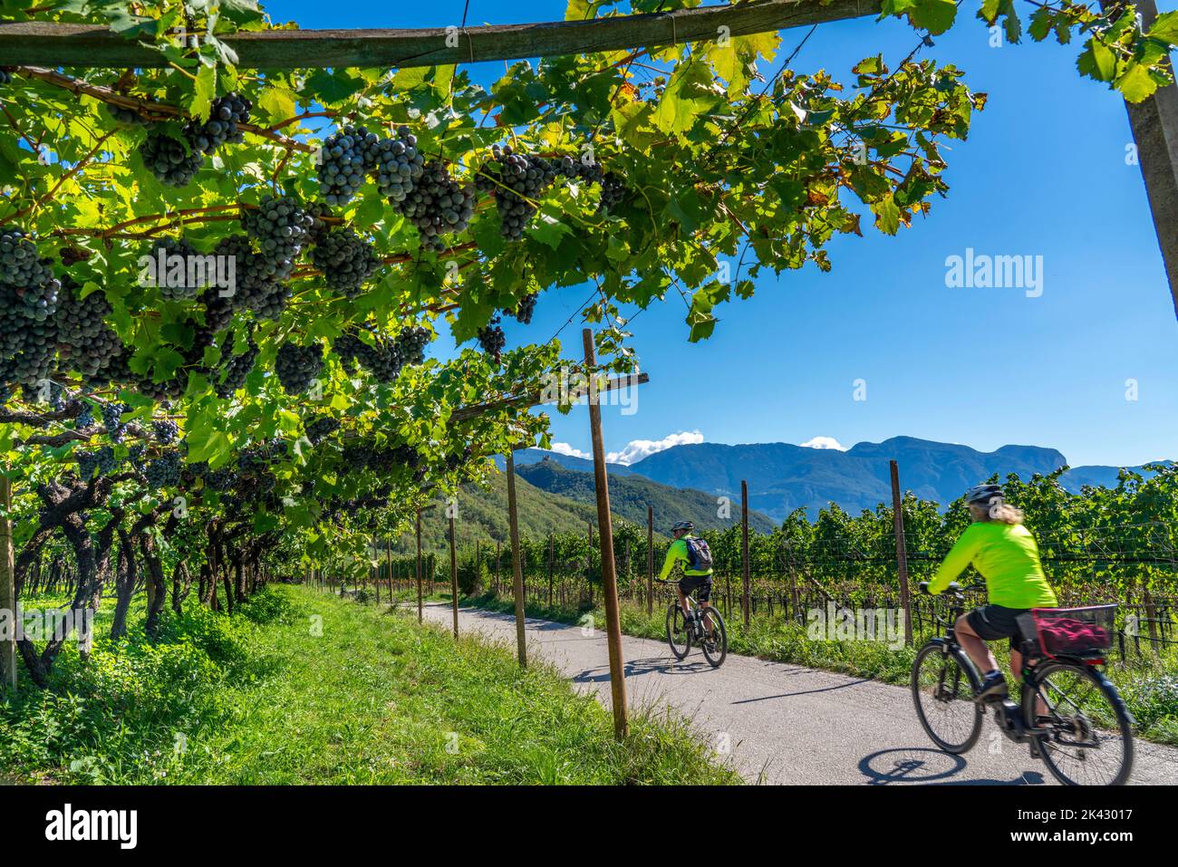 Cycle path through the wine-growing areas in South Tyrol, near Kaltern on the Wine Road, shortly before the grape harvest, South Tyrol, Italy, Stock Photo