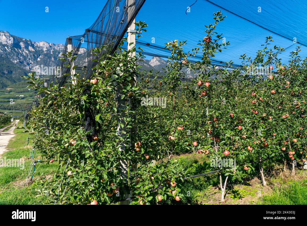 Apple-growing area in the Adige Valley, South Tyrol, large areas under cultivation, in South Tyrol over 18,400 hectares, cultivated by over 7,000 frui Stock Photo
