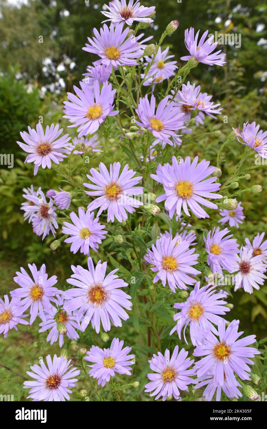 Common Michaelmas-daisy - Symphytotrichum x salignus Stock Photo