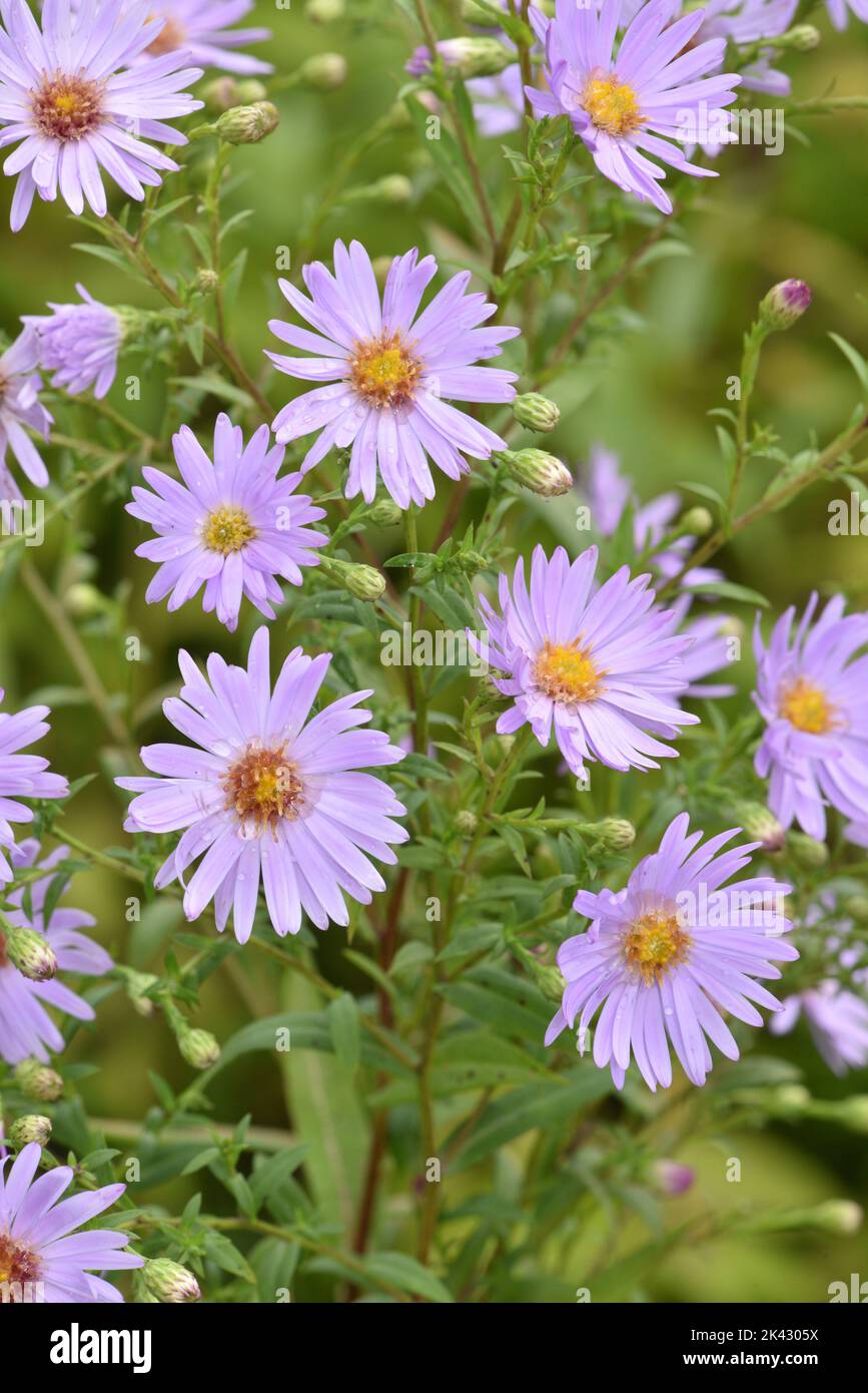 Common Michaelmas-daisy - Symphytotrichum x salignus Stock Photo