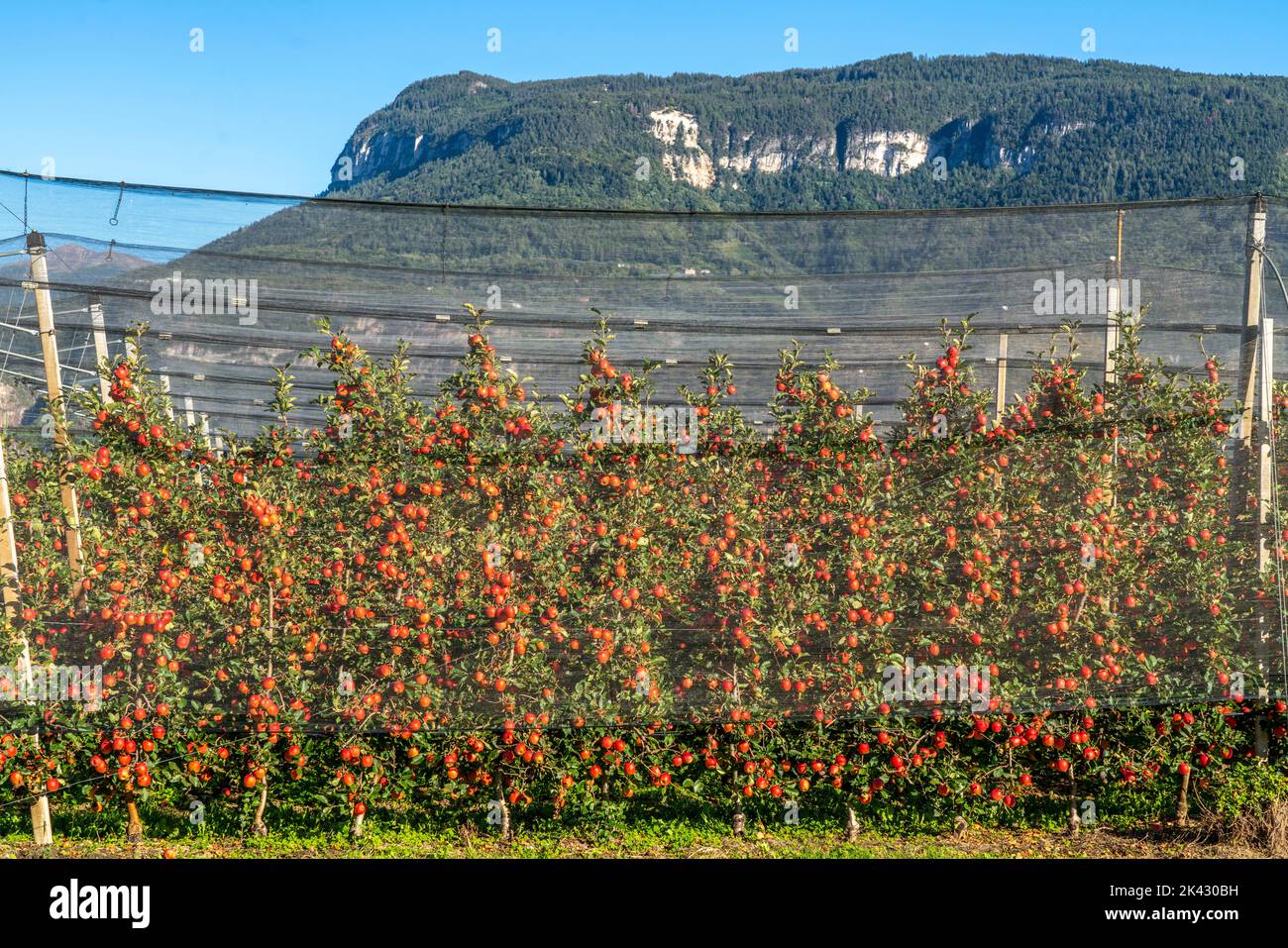 Apple-growing area in the Adige Valley, South Tyrol, large areas under cultivation, in South Tyrol over 18,400 hectares, cultivated by over 7,000 frui Stock Photo