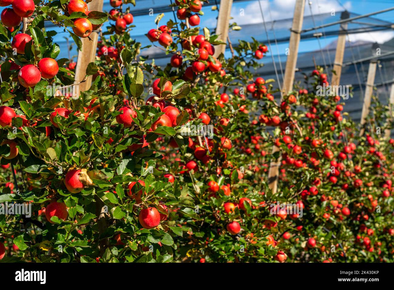 Apfelanbaugebiet im Etschtal, Südtirol, großflächige Anbauflächen, in Südtirol über 18.400 Hektar, von über 7000 Obstbauern bewirtschaftet, während de Stock Photo