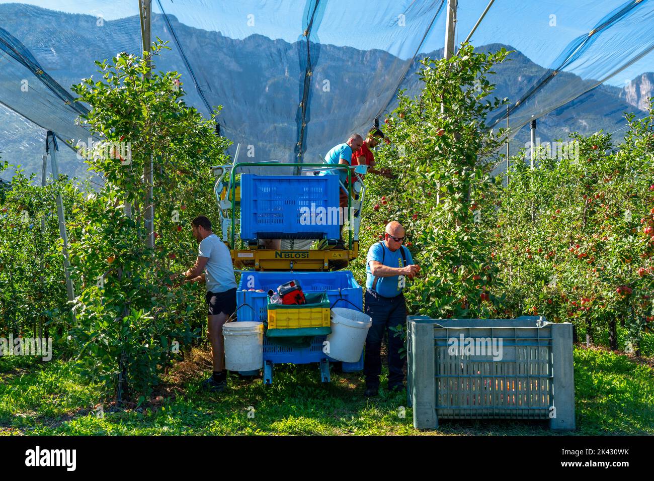 Apple growing area in the Adige Valley, South Tyrol, large areas under cultivation, in South Tyrol over 18,400 hectares, cultivated by over 7000 fruit Stock Photo