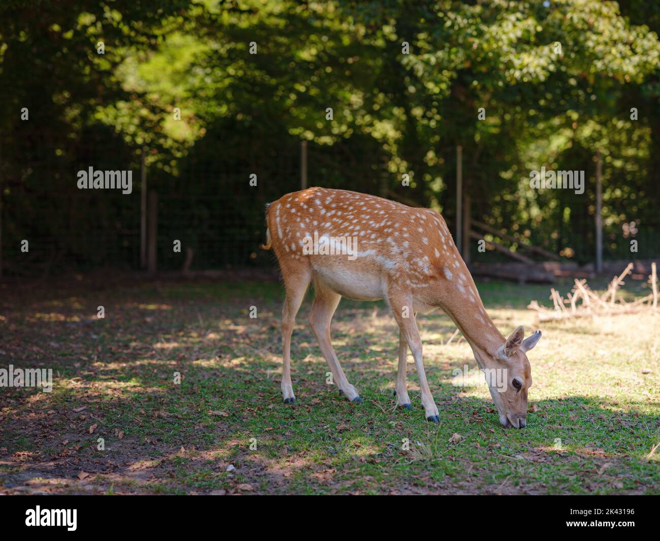 small Zoo Lange Erlen or Erlen-Verein Basel. Free zoo founded in 1871 ...