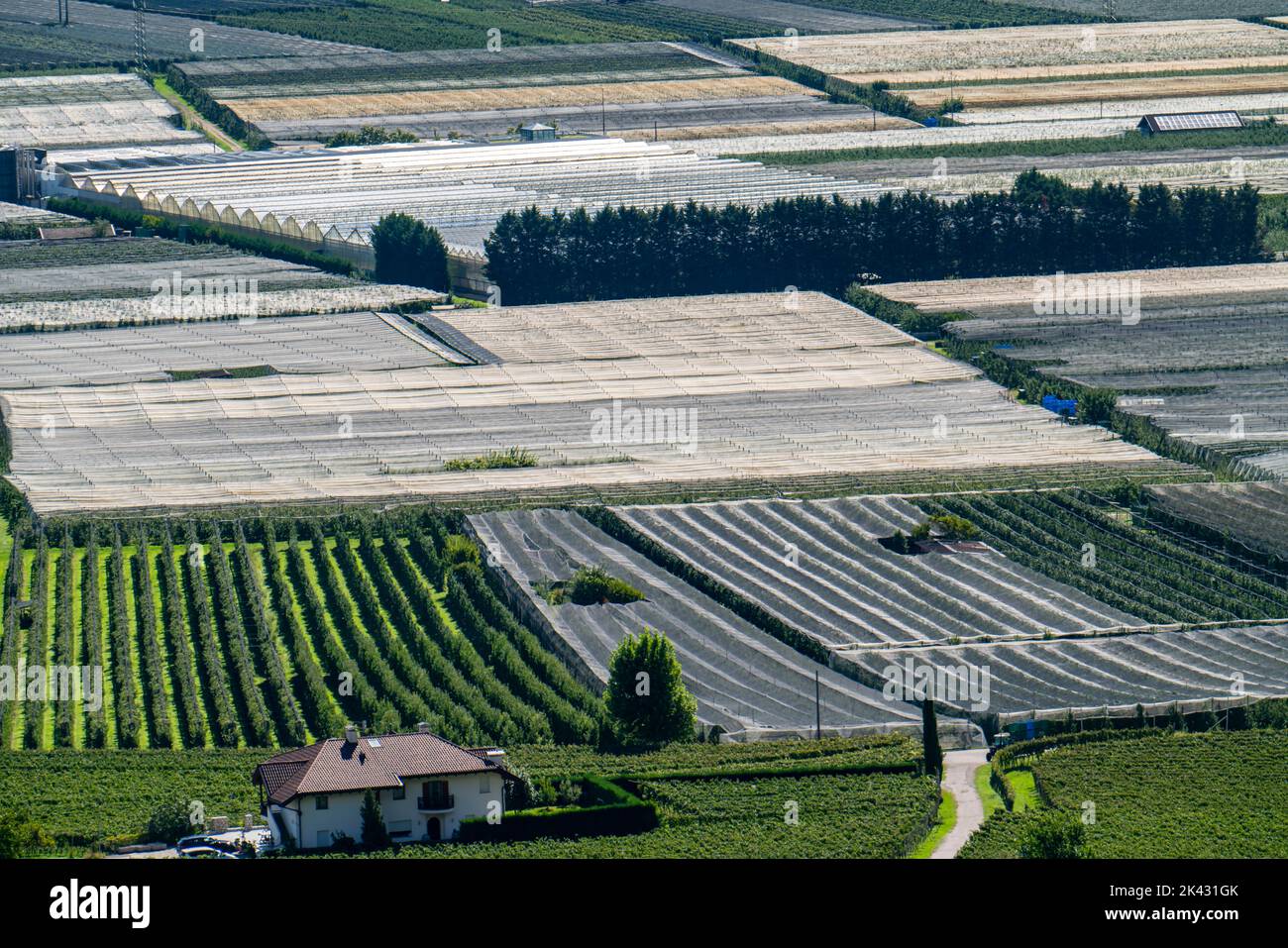 Apple growing area and wine growing, in the Adige Valley, South Tyrol, large areas under cultivation, in South Tyrol over 18,400 hectares, cultivated Stock Photo