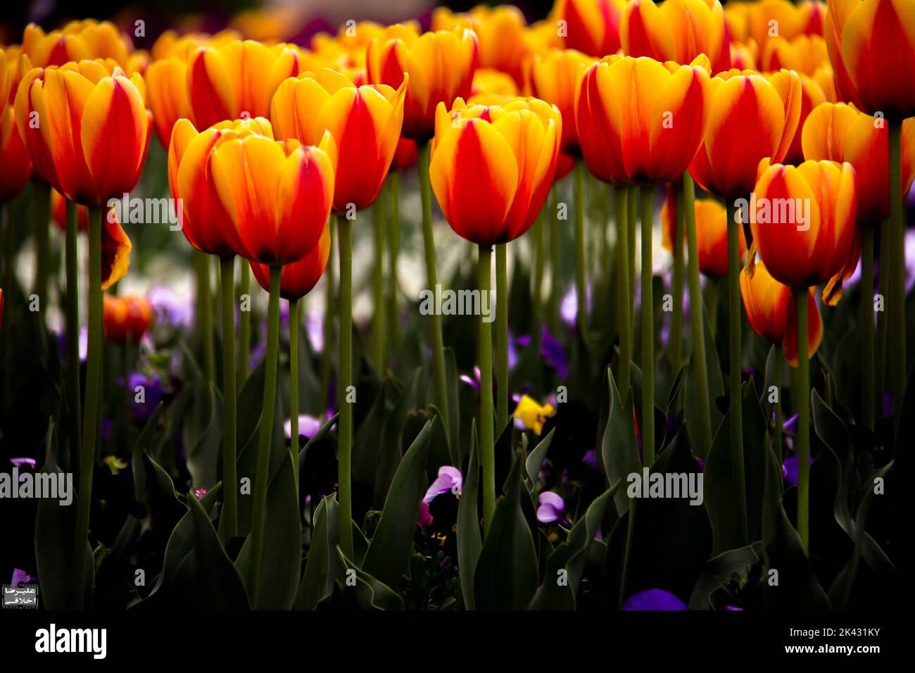 tulips flowers in national botanical garden in tehran, IRAN Stock Photo