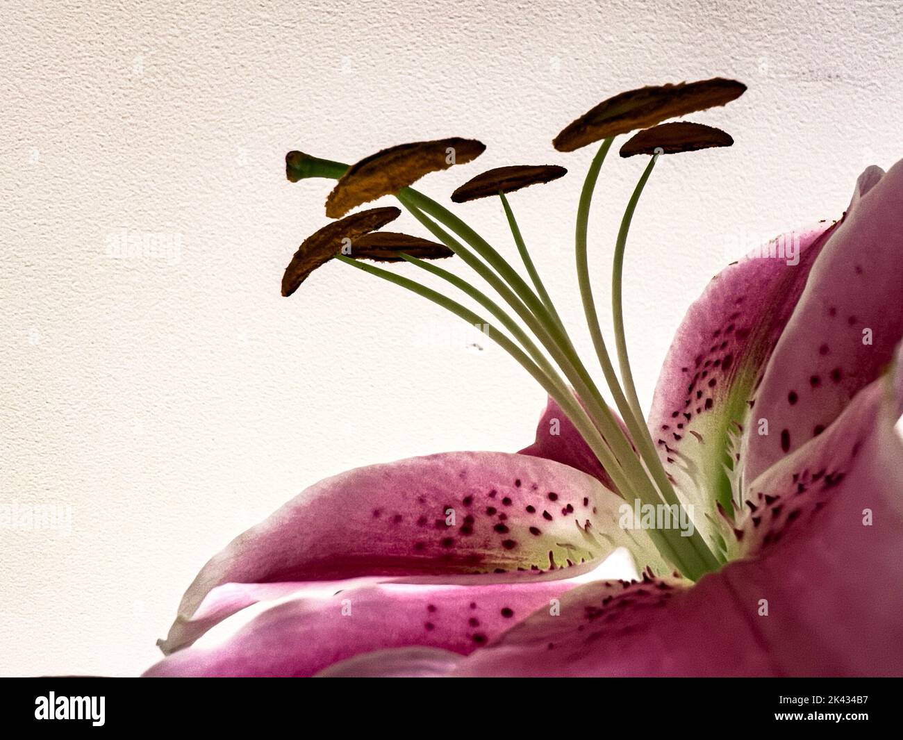 Macro photograph of stamen from Pink Lily Stock Photo Alamy