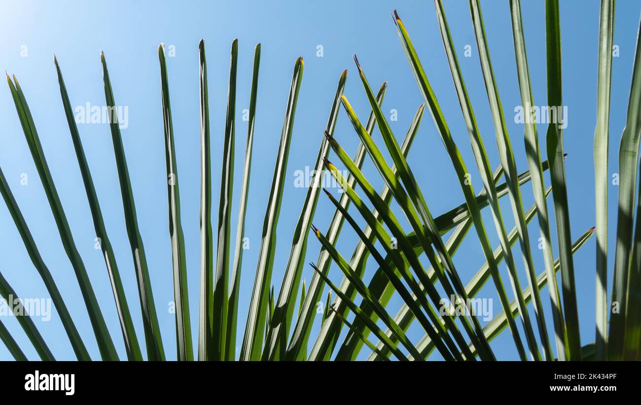 Palm leaves in the form of a fan on the background of the sky, texture Stock Photo