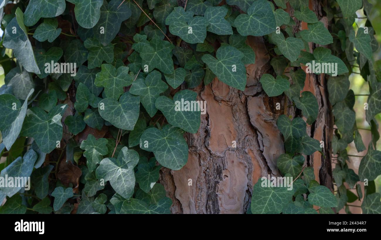 Climbing plant wraps around the trunk of the tree, the background of the tree and the leaves Stock Photo