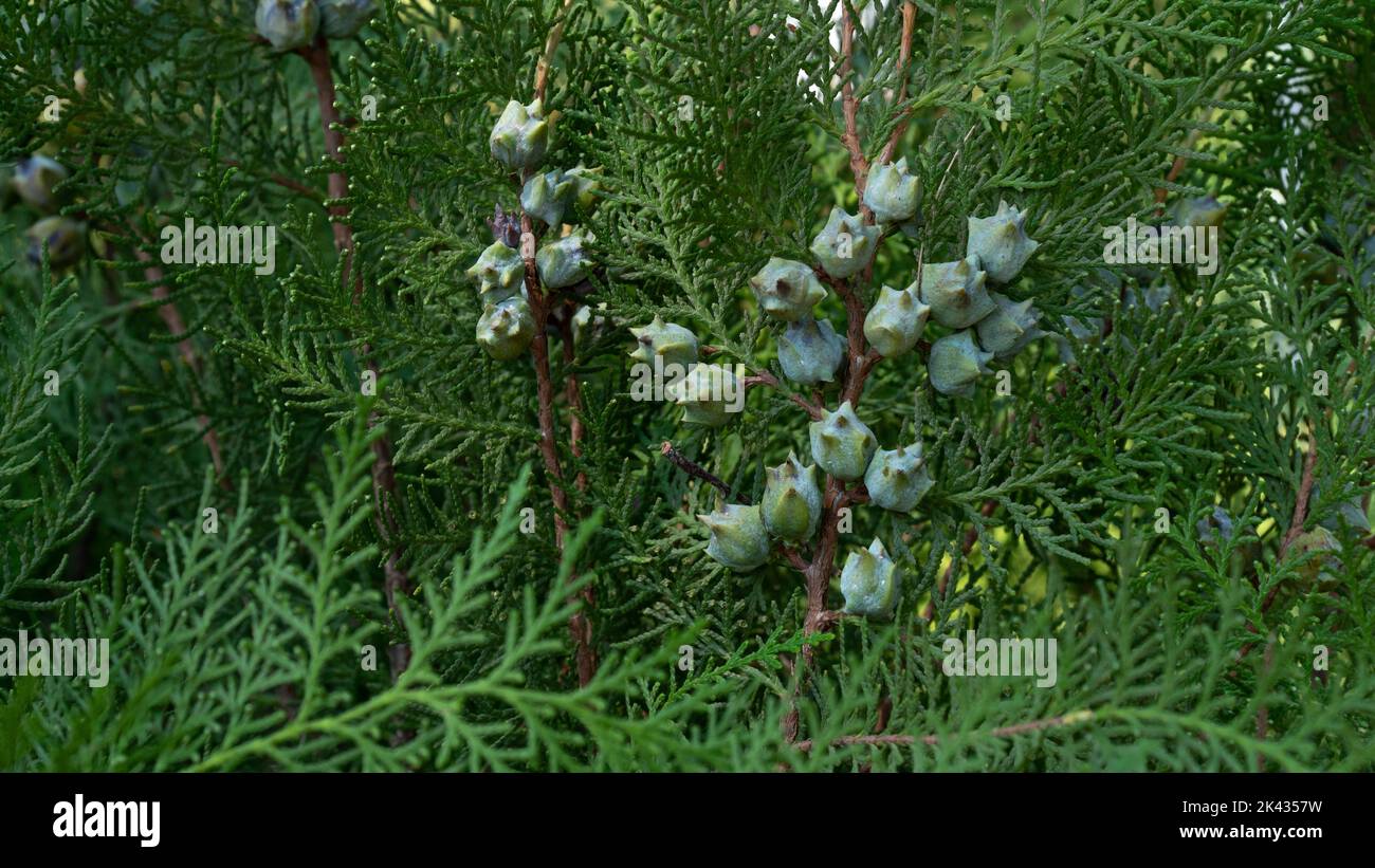 Leaves and fruits of coniferous thuja from the cypress family Stock Photo