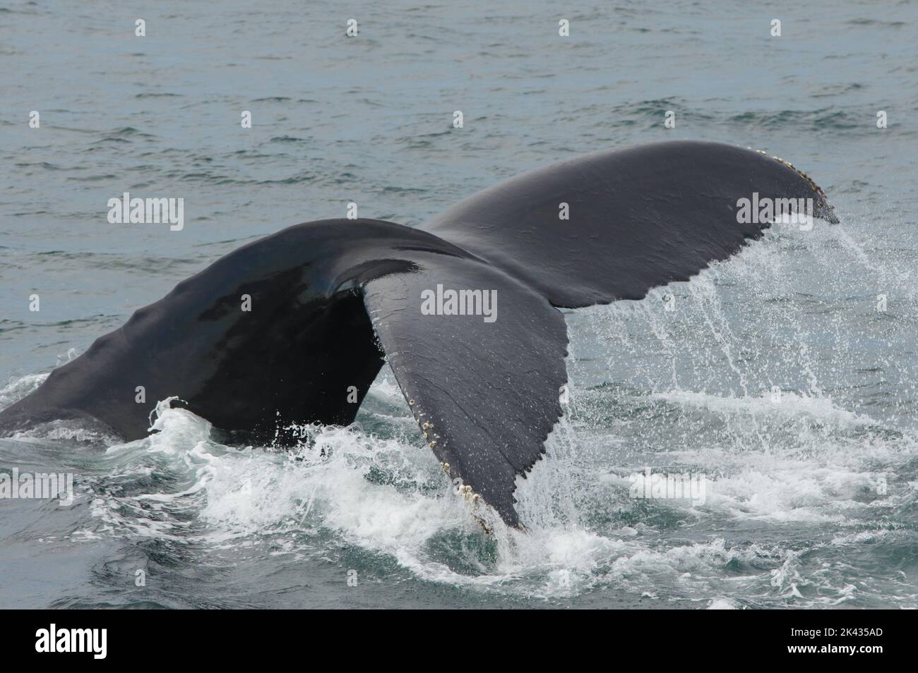 A humpback whale (Megaptera novaeangliae) begins its dive by lifting its fluke out of the water off the coast of Provincetown, Massachusetts. Stock Photo