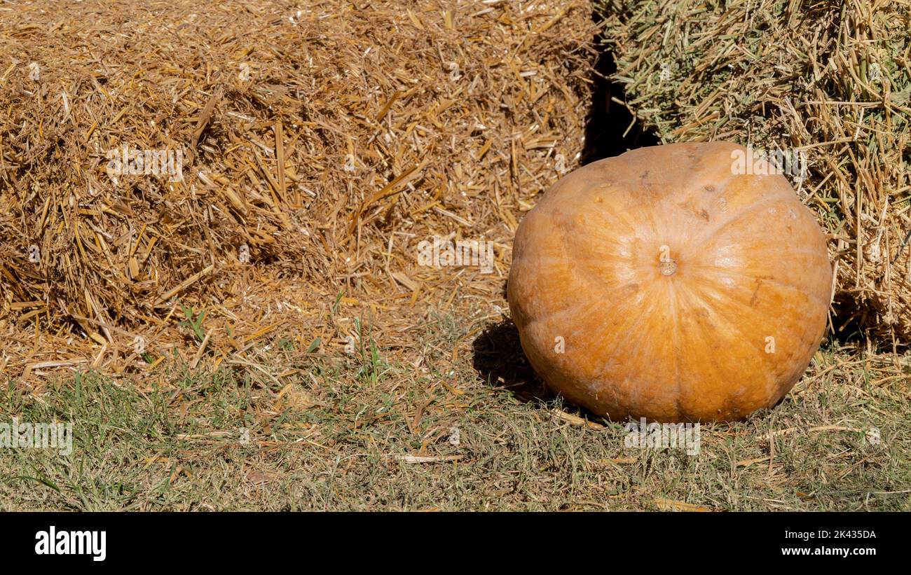 Round pumpkin on the background of a haystack, autumn harvest, background Stock Photo