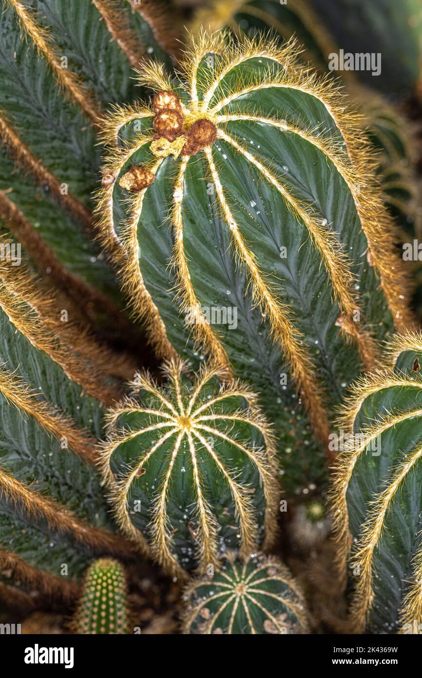 Stems of a Ball Cactus (Parodia magnifica) Stock Photo