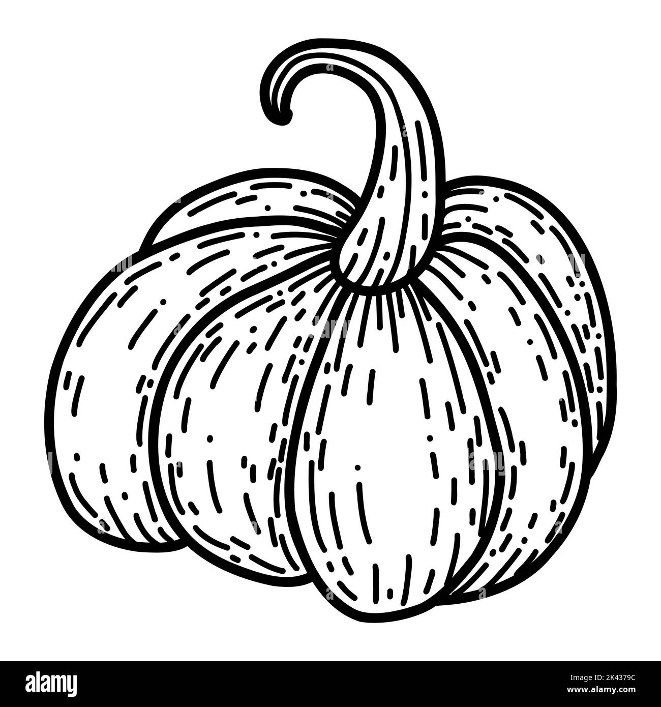 Pumpkin in hand drawn doodle style. Linear autumn vector illustration ...