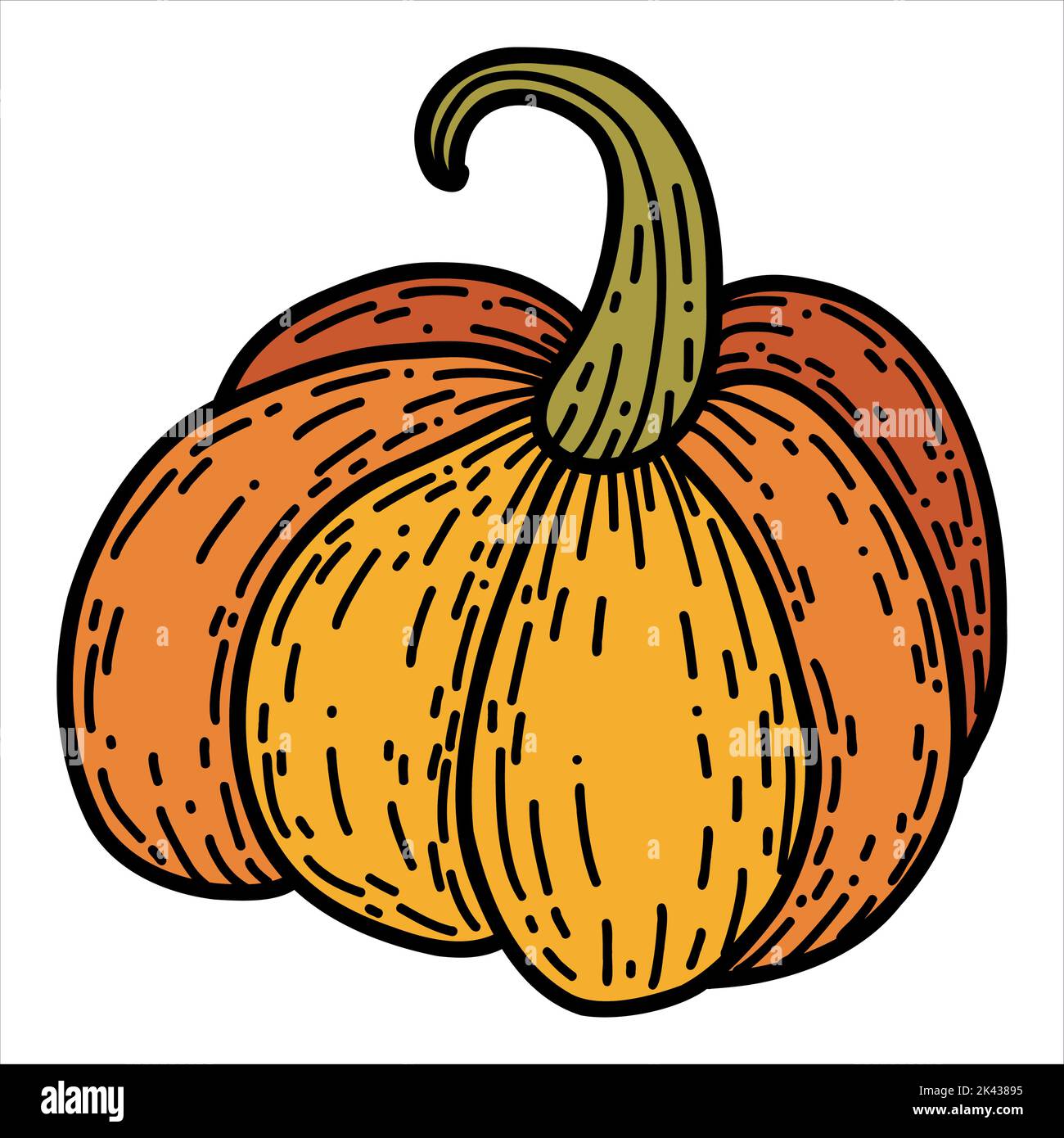 Pumpkin in hand drawn doodle style. Linear autumn vector illustration ...