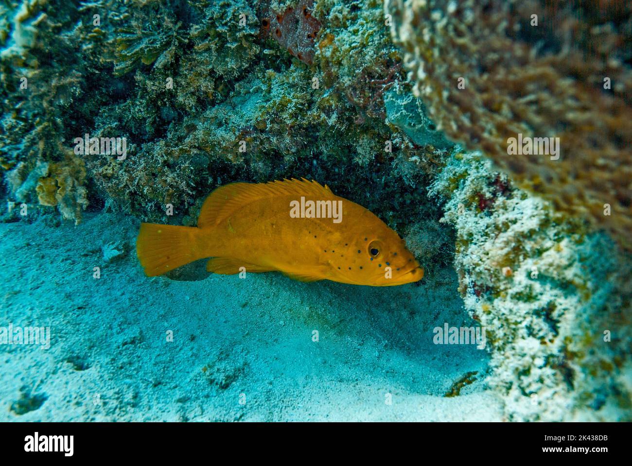 Coney fish on the Reef Stock Photo