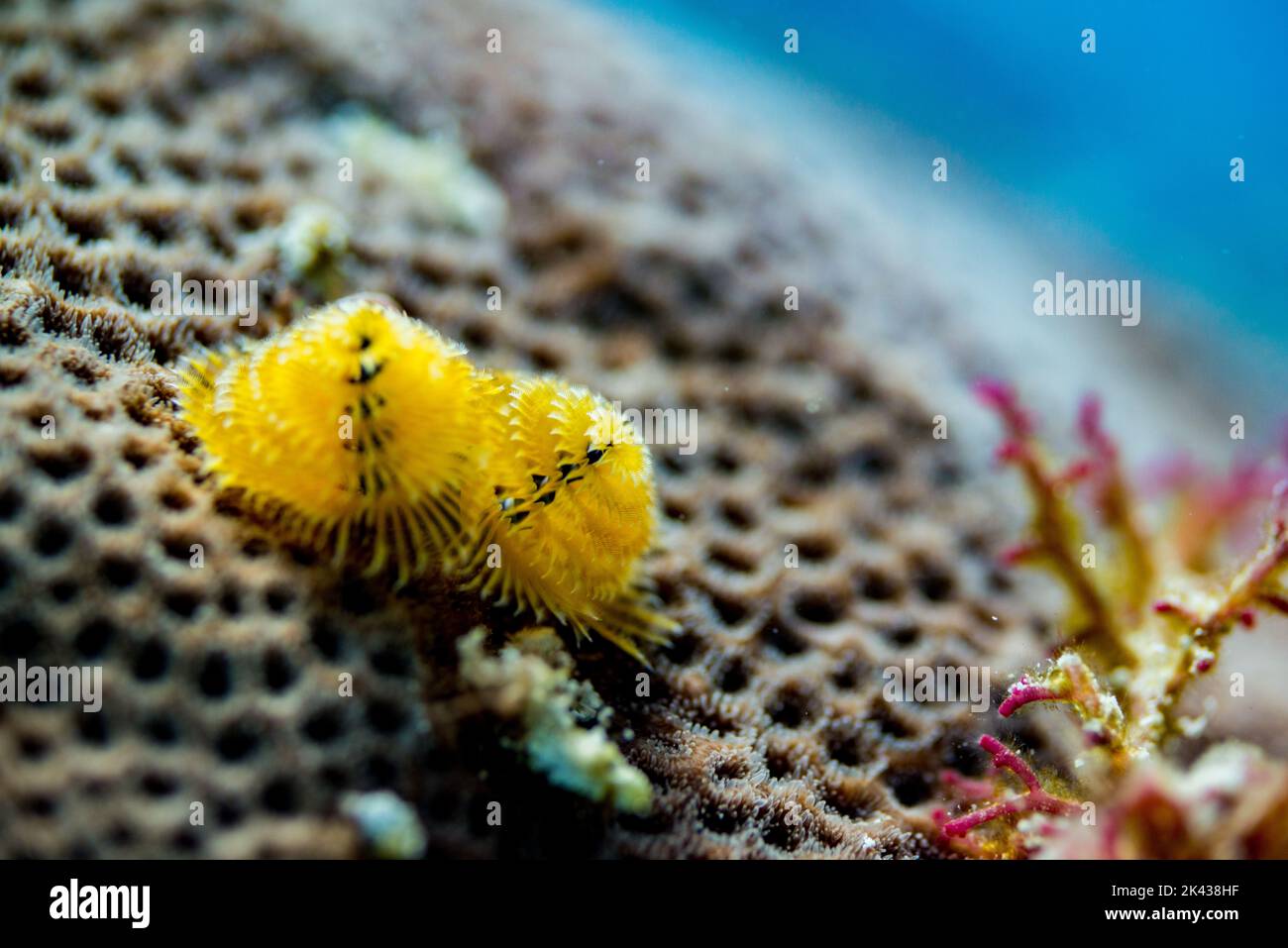 Spiral gill plumes hires stock photography and images Alamy