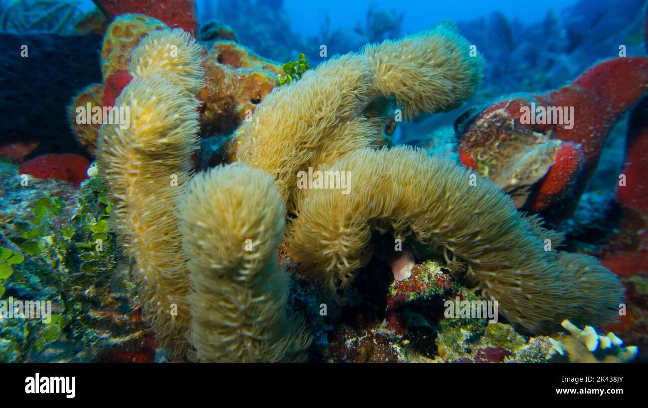 Corail reef hi-res stock photography and images - Alamy