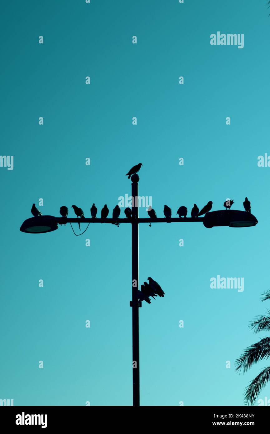 Silhouette birds on a street lamp on a blue sky background Stock Photo