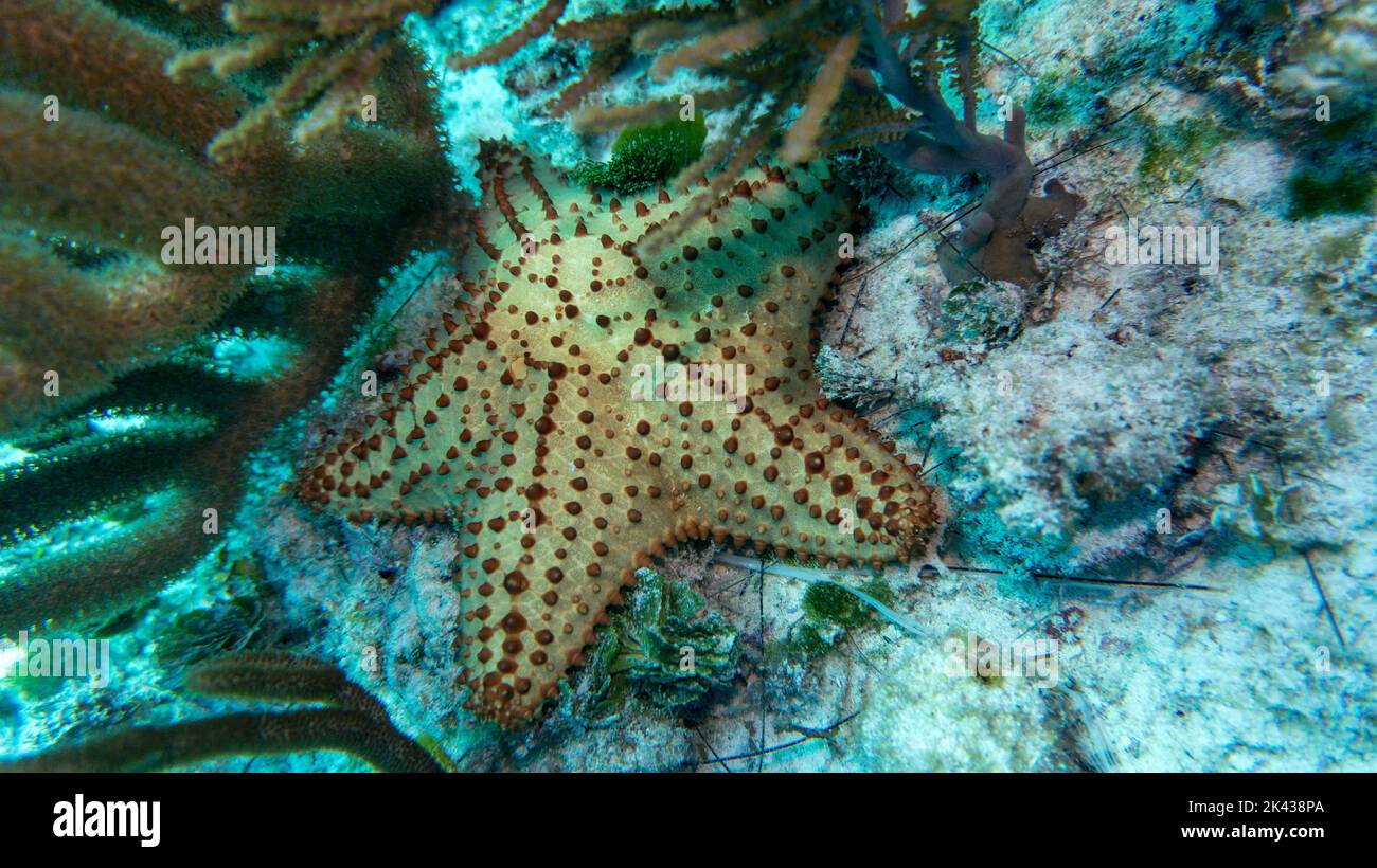 Stunning Marine Starfish For Cold Water Reef Tanks image