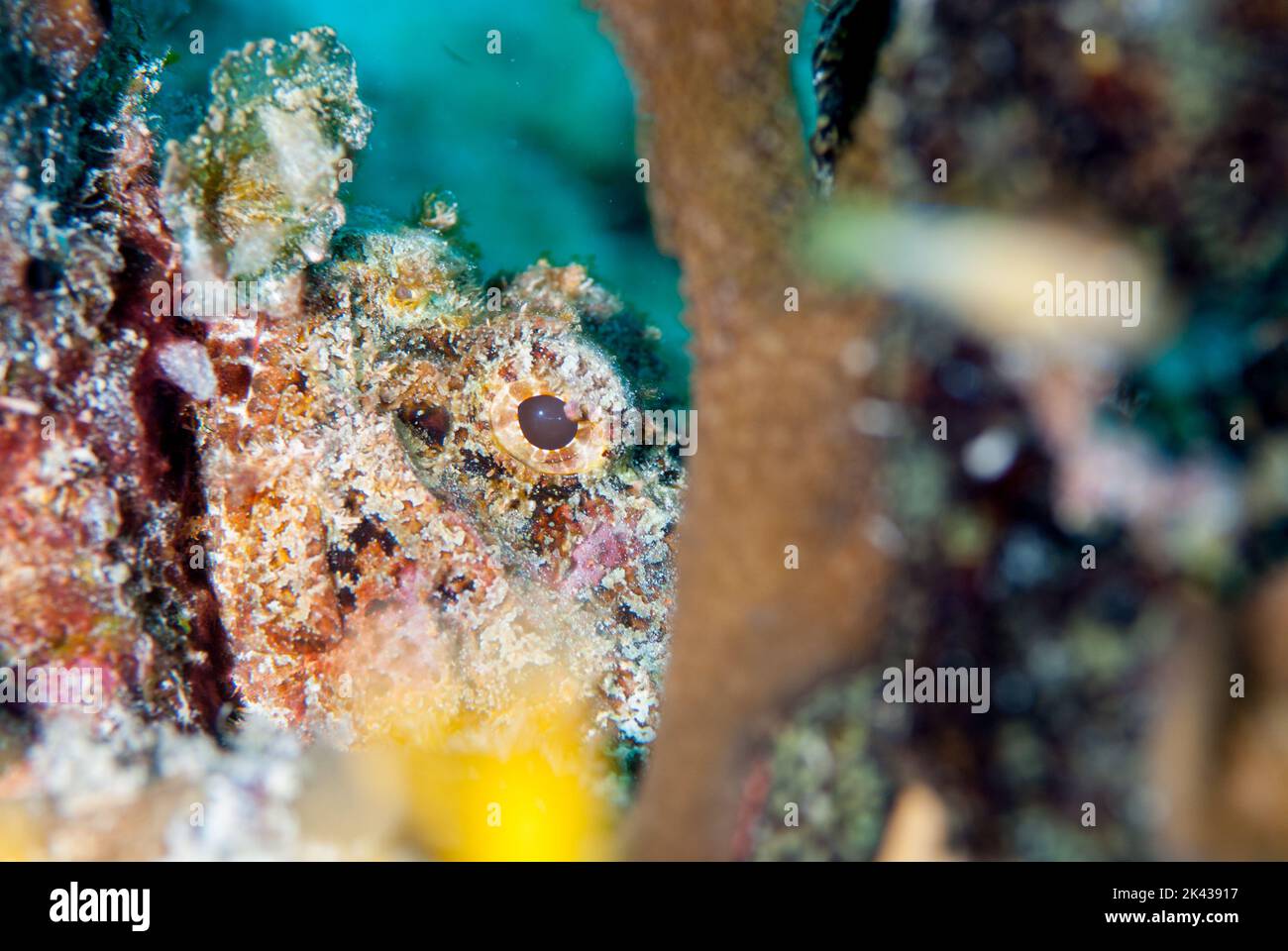 Scorpion fish in the reef Stock Photo