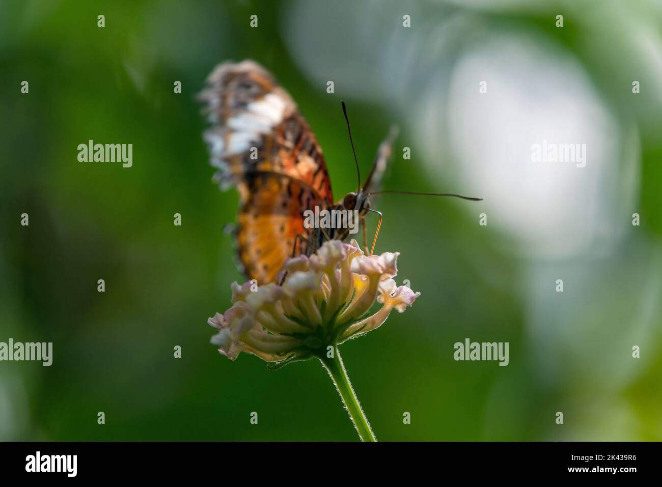Lorquin's Admiral (Limenitis Lorquini) Butterfly Stock Photo