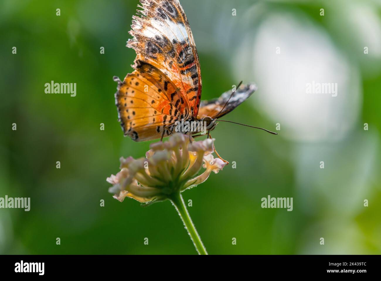 Lorquin's Admiral (Limenitis Lorquini) Butterfly Stock Photo
