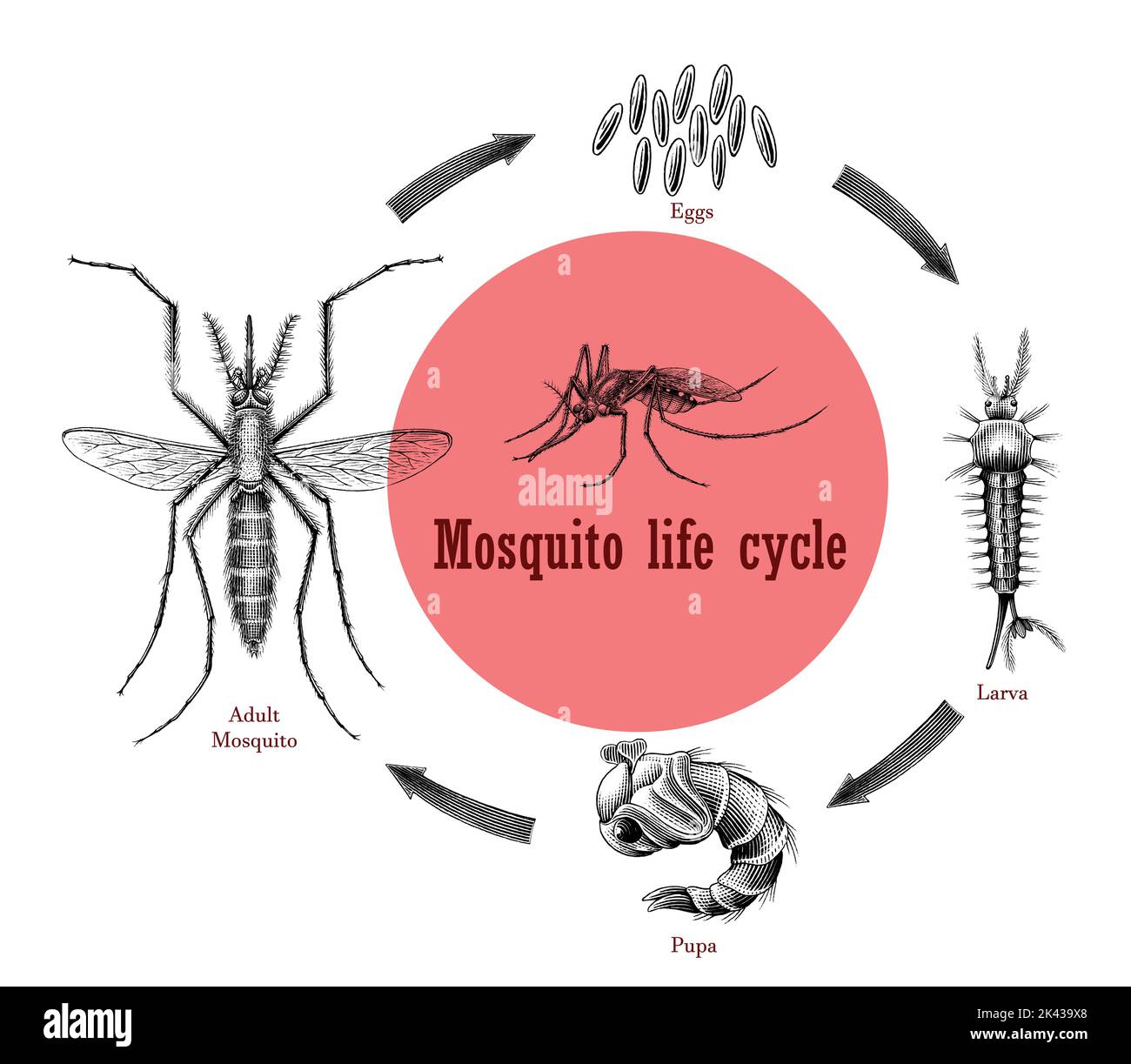 Mosquito life cycle hand drawing engraving style clip art Stock Vector