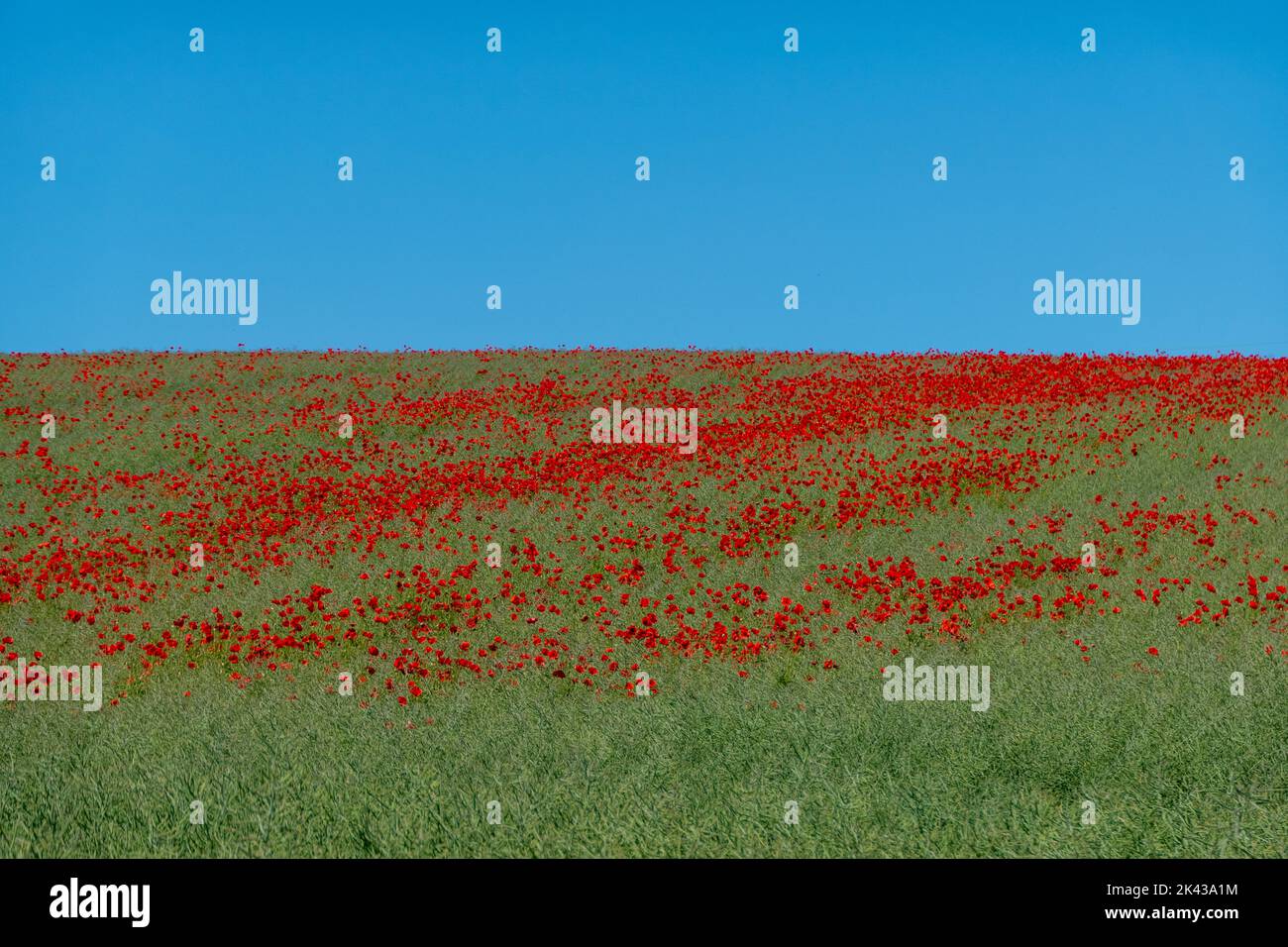 meadow and poppies in rural area in Denmark Stock Photo