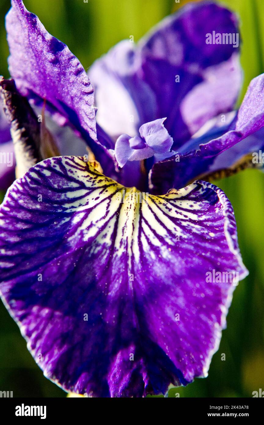 Macro / Close-up of an Iris Flower Stock Photo