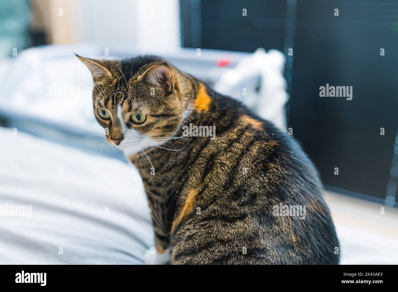 Portrait of pleased, well-fed multicolor calico cat sitting on a bed and relaxing at home. Funny fluffy cat . High quality photo Stock Photo