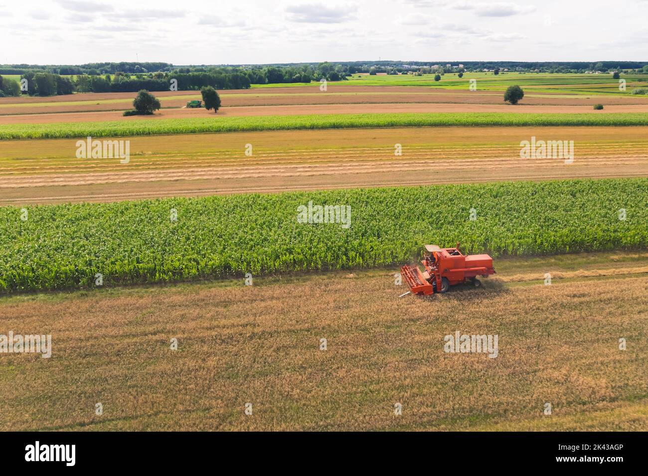 Bird's eye perspective of agricultural field full of green crops. One red farm machine - combine harvester - working on rapeseed crops. High quality photo Stock Photo